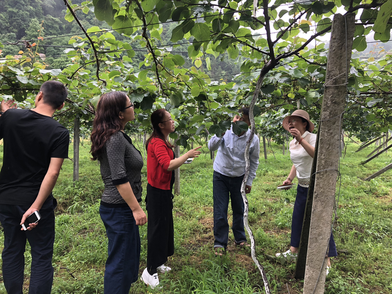 1525874939964034204.jpg 图五借母溪乡借母溪村村支书为大家介绍猕猴桃种植基地.jpg